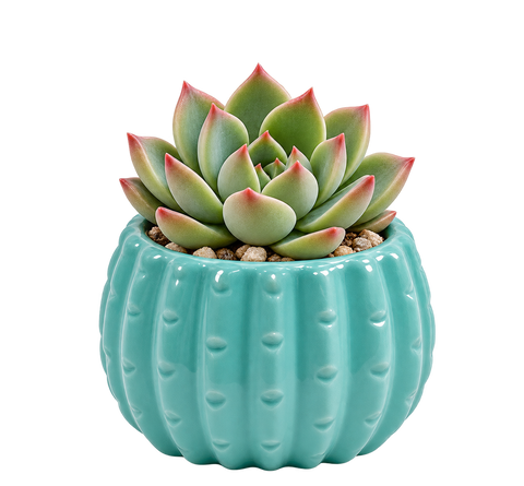 Teal Ceramic Cactus Pot