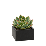 Short Square Ceramic Block Vase - 4"H