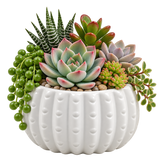 White Ceramic Cactus Pot