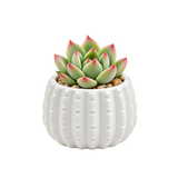 White Ceramic Cactus Pot