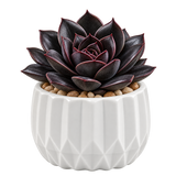 Unique Modern White Pot