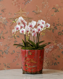 Planter 8"- 16''