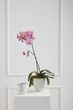 Renew Vase